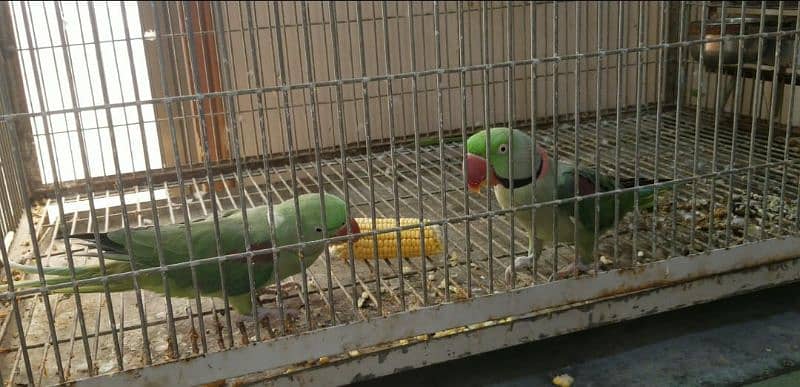 raw / alexanderian parrot pair for sale with cage and box 8