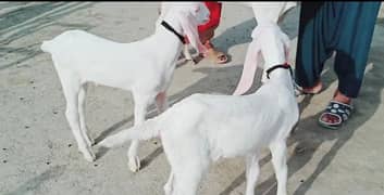 2 bacchon wali gulabi bakri for sale call 03433066498 0