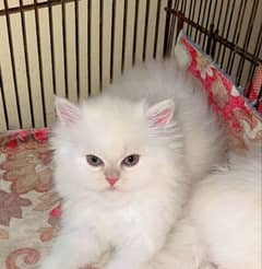 Persian beautiful cat for sale0344/00/63/354 my WhatsApp number