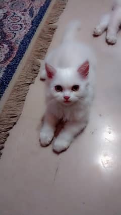 Persian kittens for sale urgent