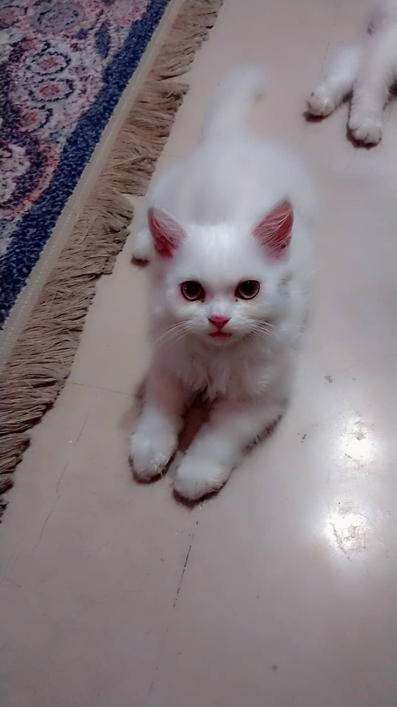 Persian kittens for sale urgent 0