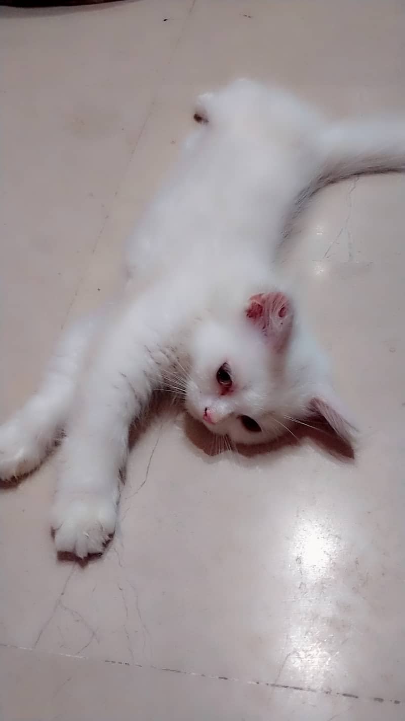 Persian kittens for sale urgent 4