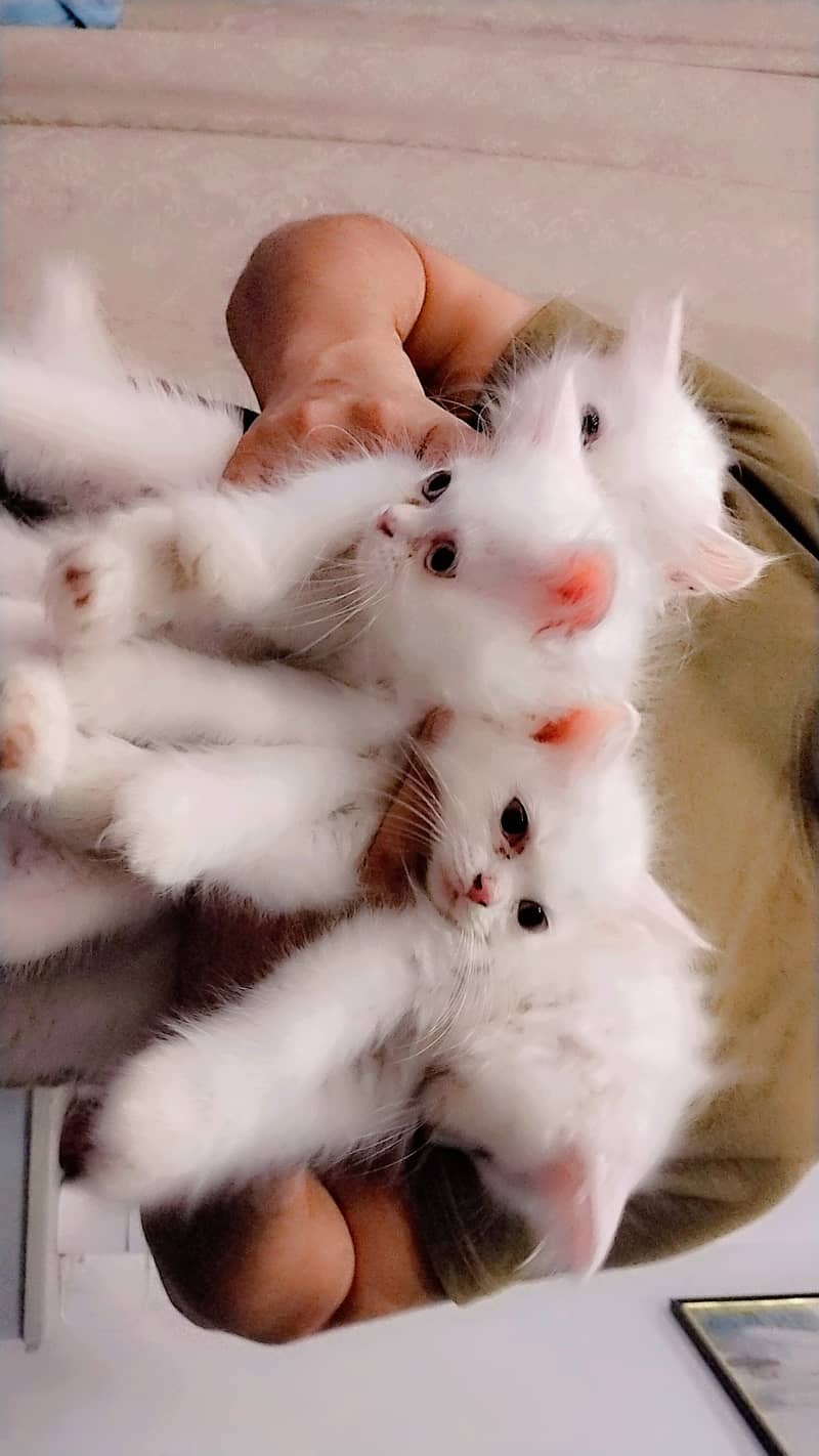 Persian kittens for sale urgent 5