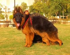 top quality German shepherd long coat male 11 month age for sale