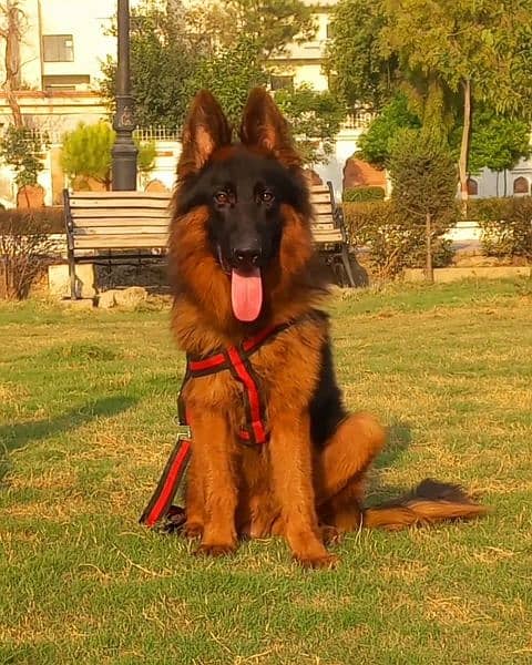 top quality German shepherd long coat male 11 month age for sale 1