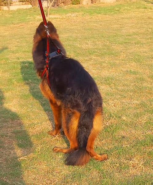 top quality German shepherd long coat male 11 month age for sale 2