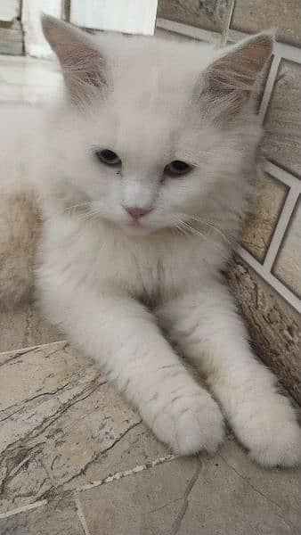 Persian 8 month male 2