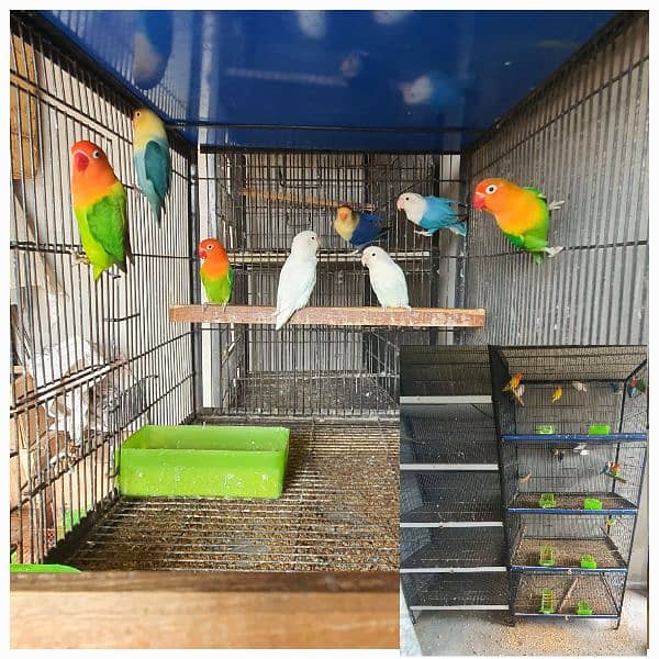 2 Cages+ 10 Lovebirds Complete Setup for Sale 0