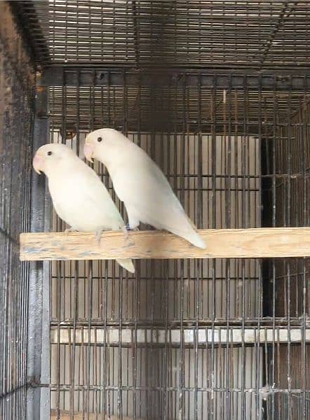 2 Cages+ 10 Lovebirds Complete Setup for Sale 2