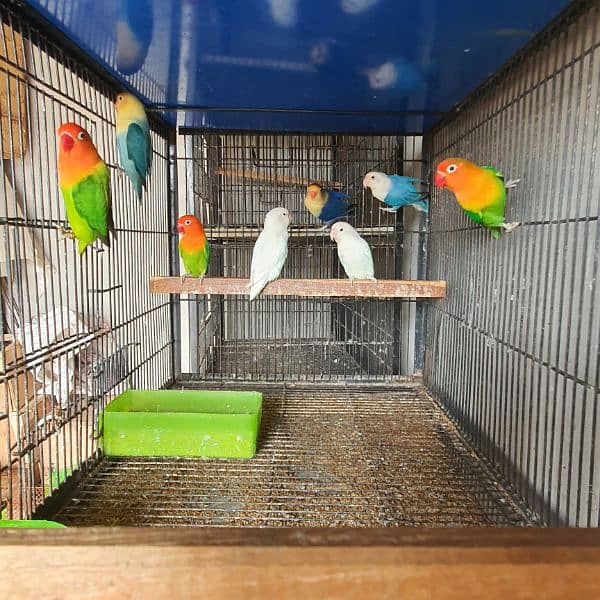 2 Cages+ 10 Lovebirds Complete Setup for Sale 3