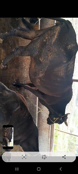 black cow 3