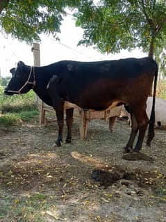 Cow for sale in Talagang, Chakwal