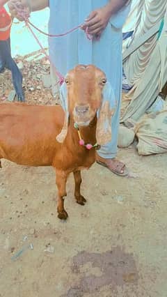 Goat for sale