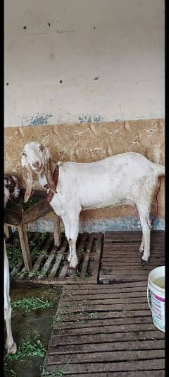 Rajanpur and makhi cheeni goats