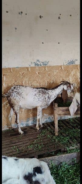 Rajanpur and makhi cheeni goats 1