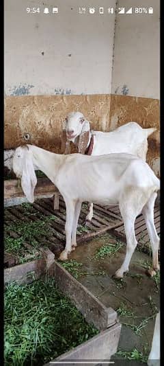 Rajanpur and makhi cheeni goats