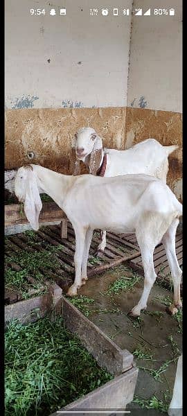 Rajanpur and makhi cheeni goats 2