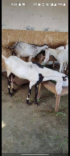 Rajanpur and makhi cheeni goats 3