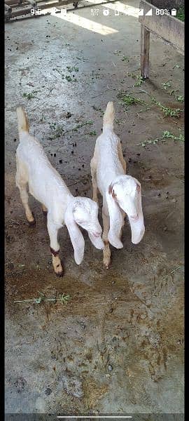 Rajanpur and makhi cheeni goats 4