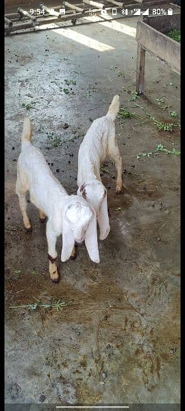 Rajanpur and makhi cheeni goats 5