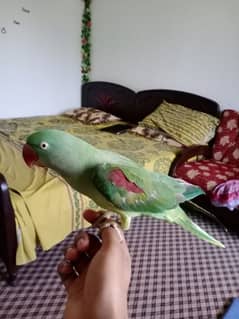 Hand tamed Female raw parrot for sale