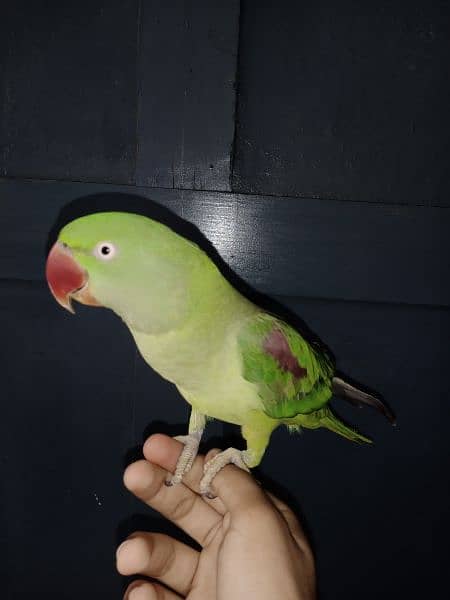 Hand tamed Female raw parrot for sale 1