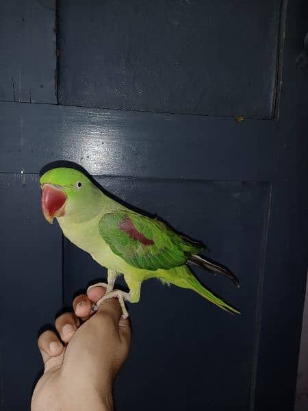 Hand tamed Female raw parrot for sale 2