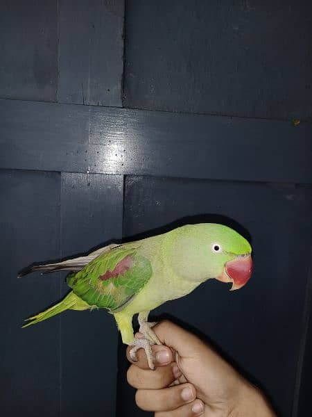 Hand tamed Female raw parrot for sale 3