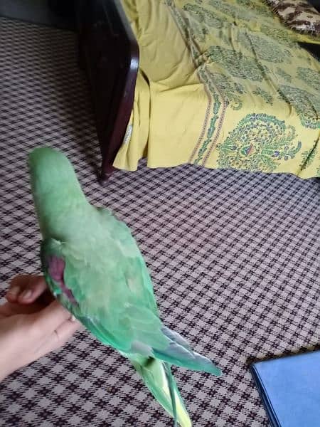 Hand tamed Female raw parrot for sale 4