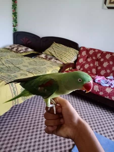 Hand tamed Female raw parrot for sale 6