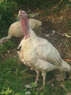 turkey 0