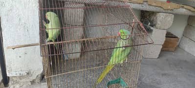 parrots 0