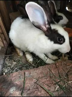 rabbit breeder pairs available