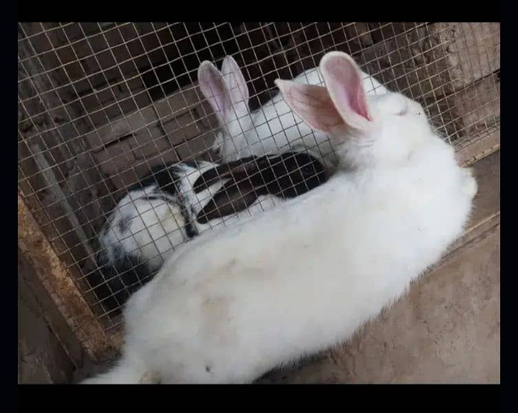 rabbit breeder pairs available 2