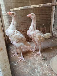 top quality white heera Aseel phatay pair  0/3/0/0/9/4/0/2/9/4/0