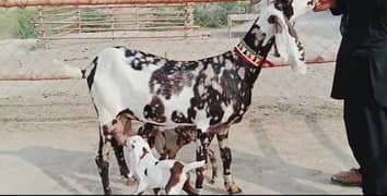 2 bacchon wali desi bakri for sale call new 03433066498