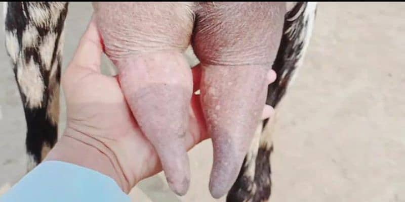 2 bacchon wali desi bakri for sale call new 03433066498 2