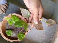 yellow money plant broken heart pink money plant white money plant