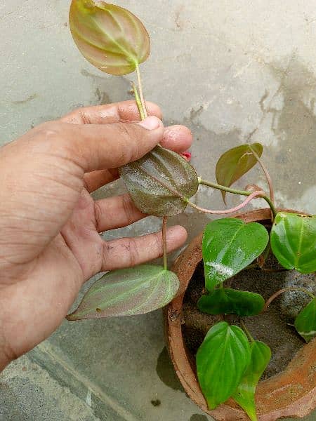 yellow money plant broken heart pink money plant white money plant 1