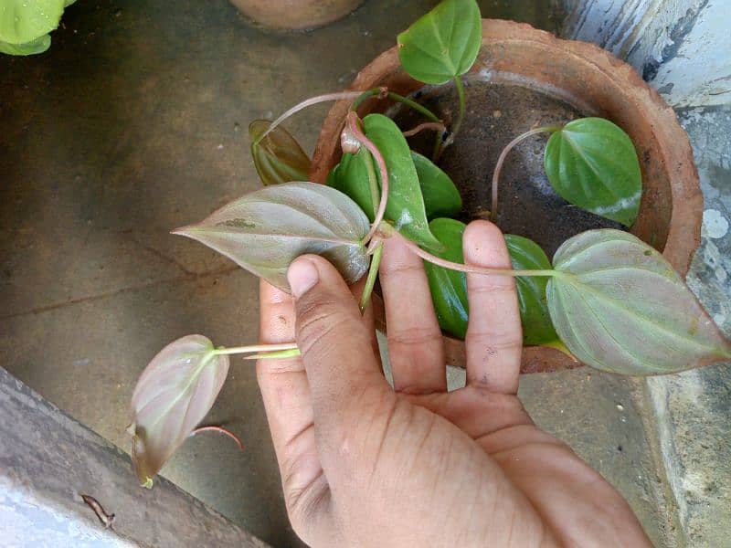 yellow money plant broken heart pink money plant white money plant 2