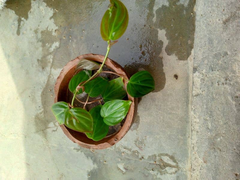 yellow money plant broken heart pink money plant white money plant 3