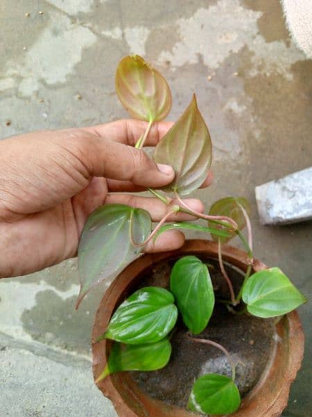 yellow money plant broken heart pink money plant white money plant 4