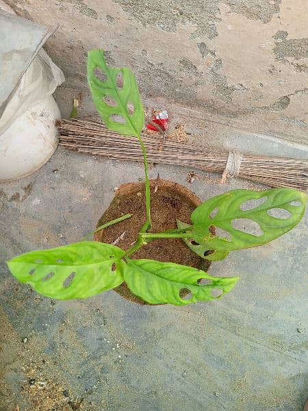 yellow money plant broken heart pink money plant white money plant 5