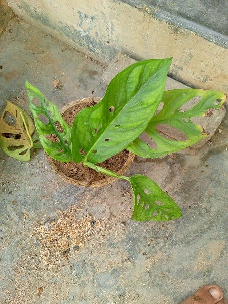 yellow money plant broken heart pink money plant white money plant 6