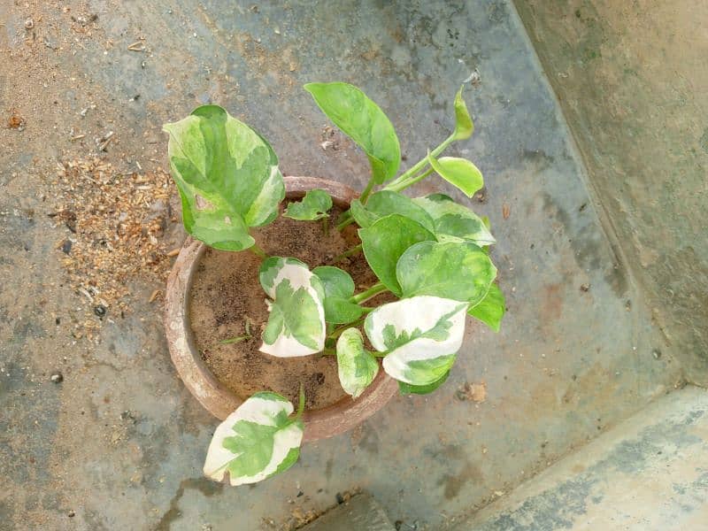 yellow money plant broken heart pink money plant white money plant 7