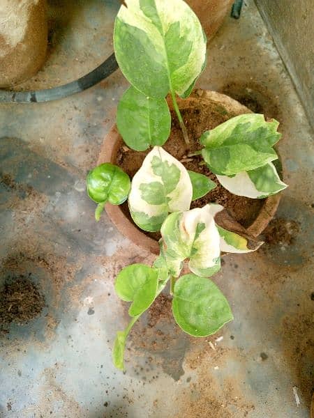 yellow money plant broken heart pink money plant white money plant 9