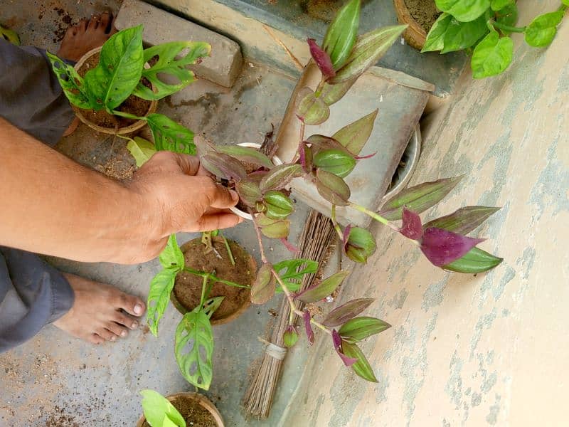 yellow money plant broken heart pink money plant white money plant 12