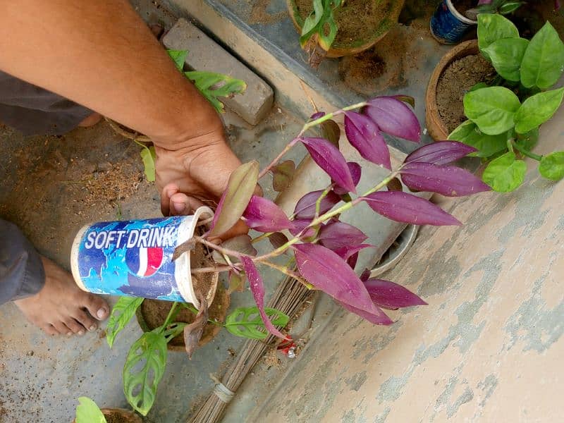 yellow money plant broken heart pink money plant white money plant 13