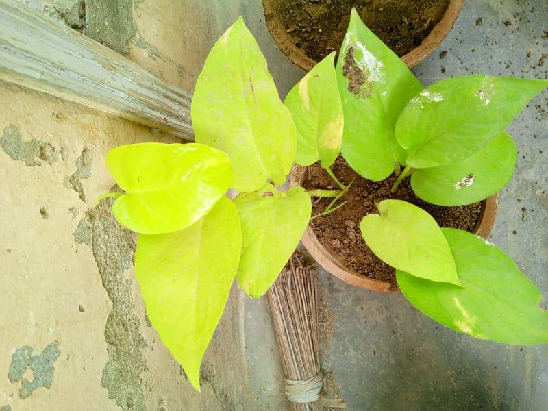 yellow money plant broken heart pink money plant white money plant 14