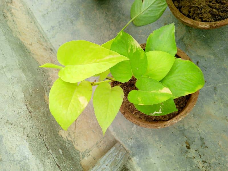 yellow money plant broken heart pink money plant white money plant 17